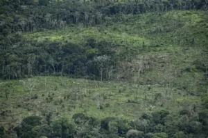 DEFORESTACION EN CORDILLERA SEPTENTRIONAL IRREVERSIBLE