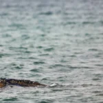 Desaconsejan rescatar con un catamarán a la ballena varada en costa alemana del Báltico: «Es poco probable que sobreviva»