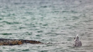 69c66f2075bc69-08277556