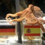 Del pulpo Paul a la inteligencia Artificial en los mundiales