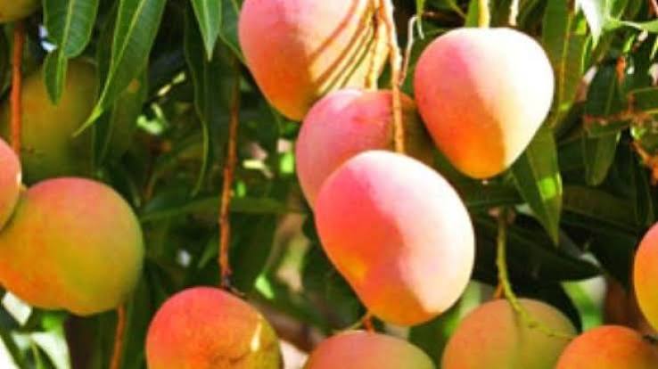 EEUU VETA IMPORTACION DE MANGO