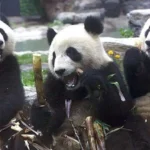 El significado detrás del regalo de Xi a Trump: la «diplomacia del panda», 85 años de regalos y préstamos de embajadores peludos