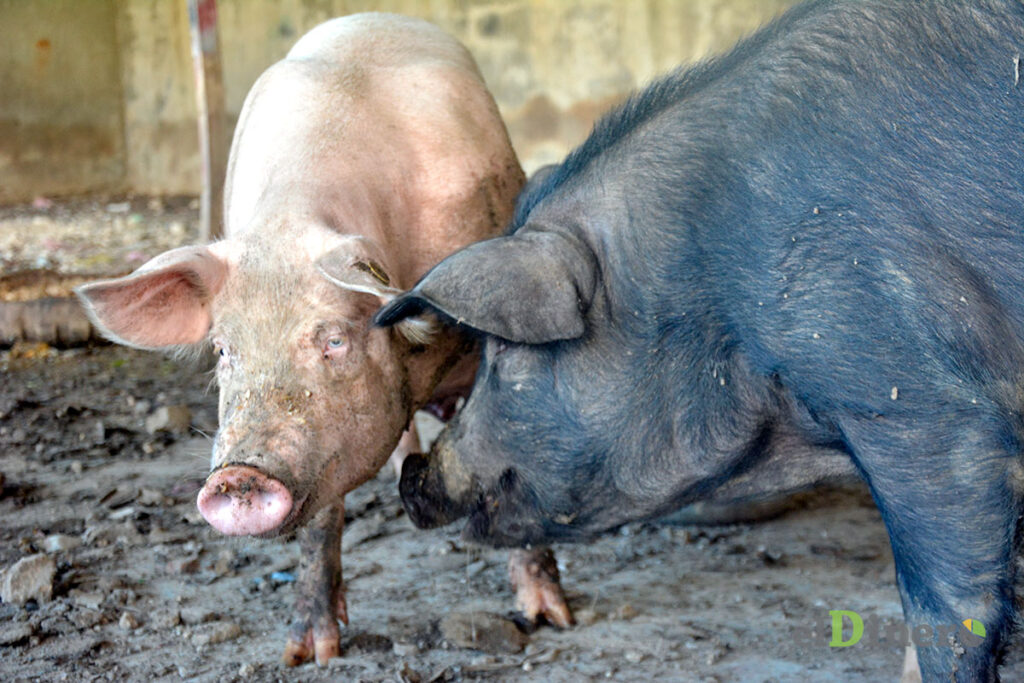 PRODUCTORES DE CERDO CON EL GRITO AL CIELO