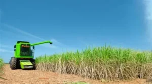 RD SE CONSOLIDA COMO EL MAYOR EXPORTADOR DE AZUCAR