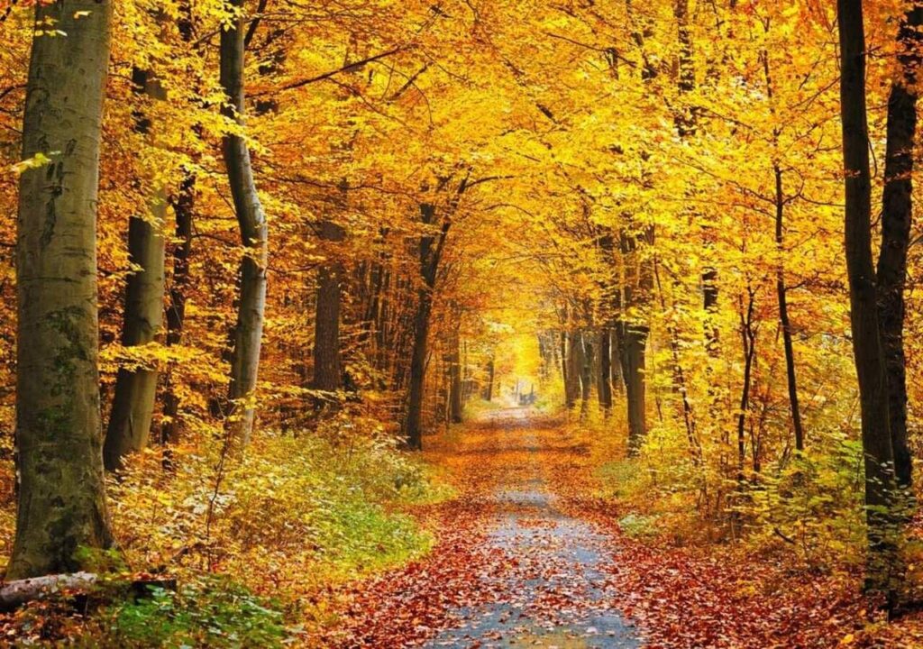 CUANDO CAEN LAS HOJAS, FLORECE LA ESPERANZA EN EL OTOÑO