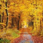 🦋 DE ORUGA A MARIPOSA 🦋  🍂 Cuando caen las hojas, florece la esperanza: el otoño de la vida